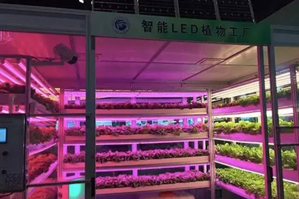 植物照明工厂